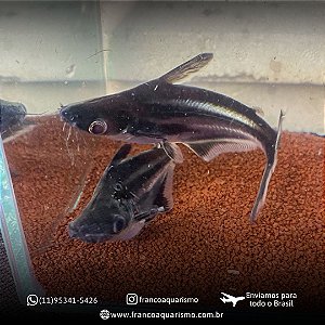 Pangassius Comum 13-18cm