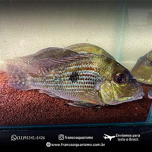 Geophagus Sveni 7-10cm