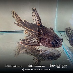 Bagre Onça (Liosomadoras Oncinus) 2-5cm