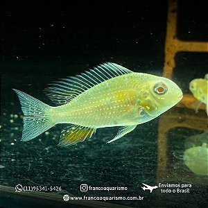 Geophagus Heckelli Albino 5-9cm