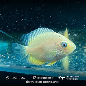Severum Gold 2-5cm