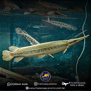 Lepisosteus Hipomelanístico Raríssimo 25-30cm
