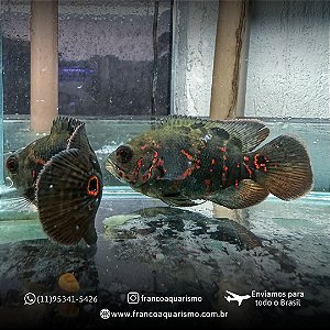 Oscar Red Tiger 5-9cm