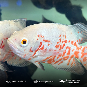 Oscar Red Tiger Albino A 8-12cm