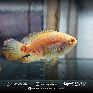 Oscar Red Tiger Albino A 5-9cm