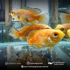 Oscar Red Ruby Albino 3-5cm