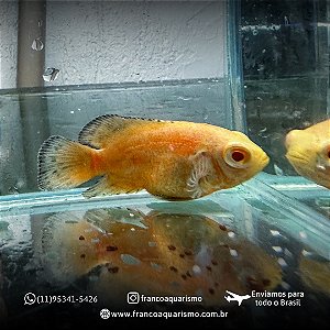 Oscar Red Ruby Albino AA 4-7cm