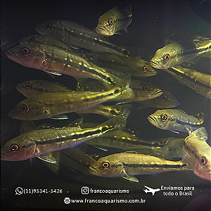 Tucunaré Fogo 7-10cm