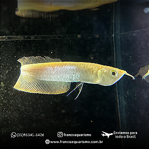 Aruanã Banana Albina 14-18cm