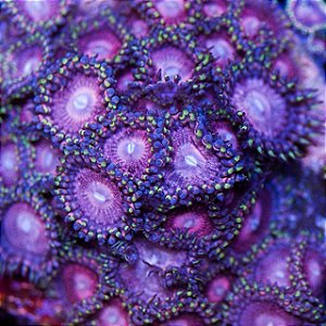 Coral Zoanthus Sakura (peça)