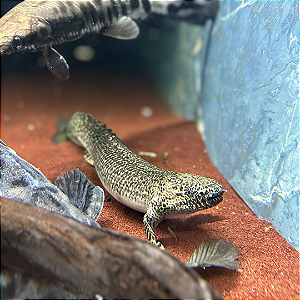 Polypterus Ornatipinnis / Ornatus 42-48cm