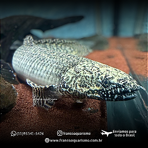 Polypterus Ornatipinnis / Ornatus 42-48cm