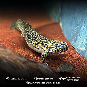 Polypterus Ornatipinnis / Ornatus 42-48cm