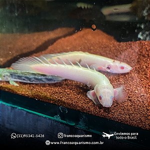 Polypterus Senegalus Albino 7-10cm