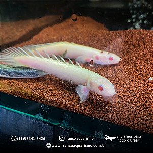 Polypterus Senegalus Albino 7-10cm