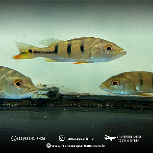 Tucunaré Monóculos Amarelo 8-11cm