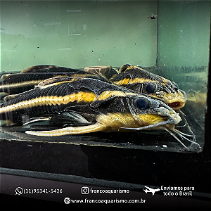 Platydora Armatulus 10-15cm