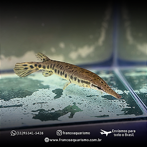 Boca de jacaré (Lepsosteus Oculatus) 14-18cm