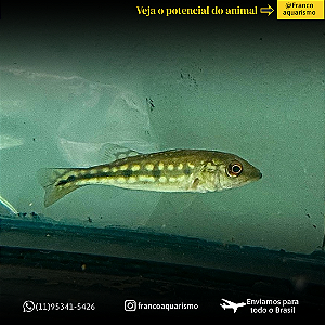 Tucunaré Fogo 7-11cm