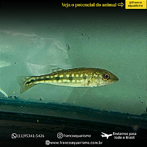 Tucunaré Fogo 7-11cm