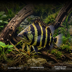 Datnioides Campbelli 10-14cm