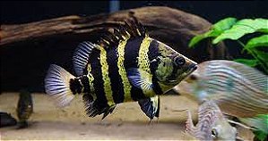 Datnioides Campbelli 7-10cm
