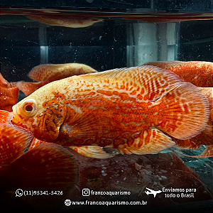 Oscar Super Red Tiger 10-15cm