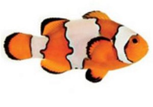 Peixe Palhaço Snowflake 5-8cm