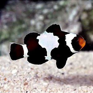 Peixe Palhaço Black Snowflake 5-8cm