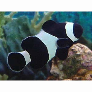Peixe Palhaço Black 5-8cm