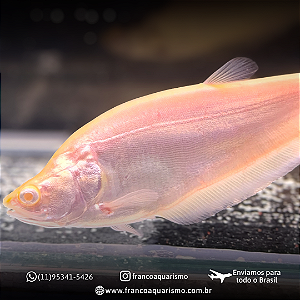 Faca Ghost Albino 20cm