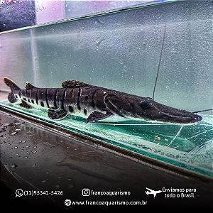 Cachara Verdadeira (Pseudoplatystoma fasciatum) 35-40cm