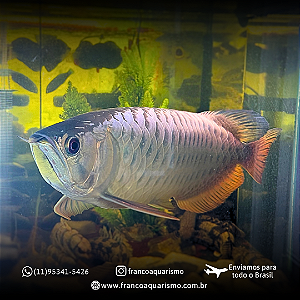 Aruanã CrossBack Golden Blue Base 40-45cm