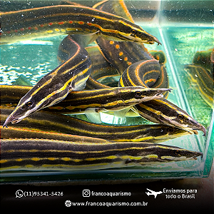 Moreia Fire Eel 7-12cm