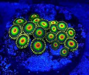 Coral Zoanthus Rasta