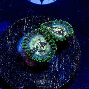 Zoanthus Mystic People Eater