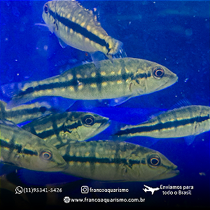 Tucunaré Xingu 2-4cm