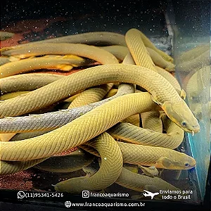 Peixe Corda 20-25cm