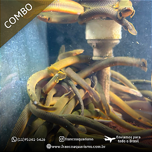 COMBO - 3 Peixe Corda 25-30cm