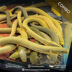 COMBO - 3 Peixe Corda 25-30cm