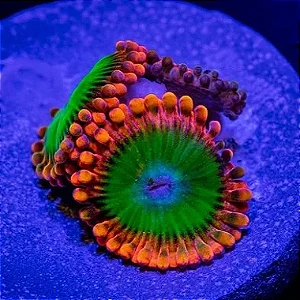 Coral Zoanthus Oompa Loompa