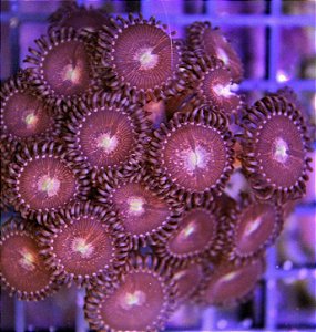 Coral Palythoa Pandora (Peça)