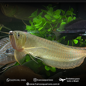 Aruanã Prata 25-30cm