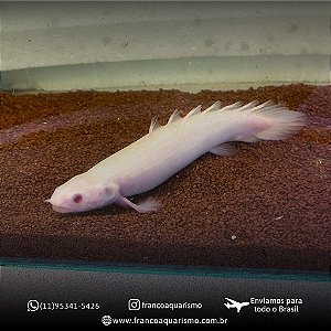 Polypterus Senegalus Albino 11-15cm