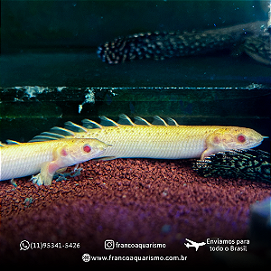 Polypterus Senegalus Albino 8-12cm