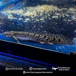Polypterus Delhezi 7-10cm
