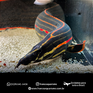 Moreia Fire Eel 33-38cm