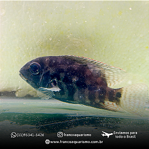 Papagaio Verdadeiro - Detalhe vermelho 15-20cm