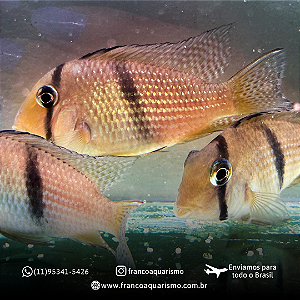 Acará bandido (Guianacara Dacrya) 5-9cm