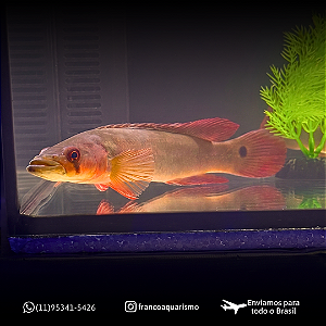 Jacundá Red 15-20cm